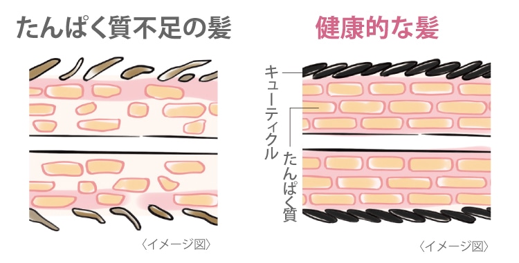 1本1本にたんぱく質を補うから翌朝もふわ。ハリコシのある髪に。