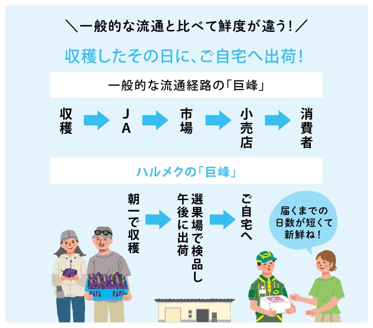 収穫したその日に、ご自宅へ出荷!