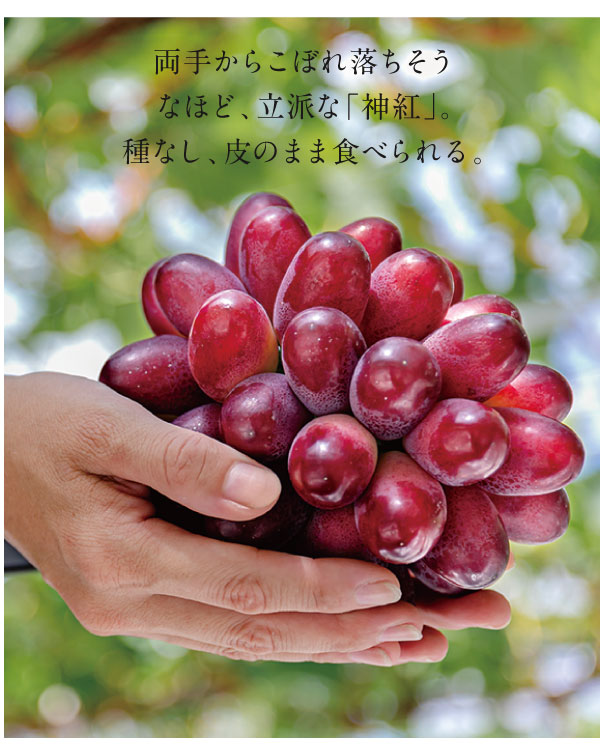 ���肩�炱�ڂꗎ�������ȂقǁA���h�ȁu�_�g�v�B��Ȃ��A��̂܂ܐH�ׂ���B
