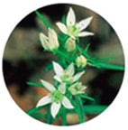 �Z���u���G�L�X