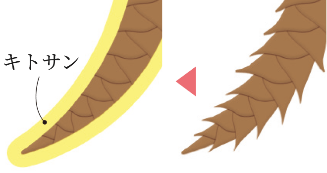 �^�P�m�R���o�t