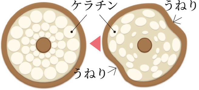 �J�b�R���G�L�X