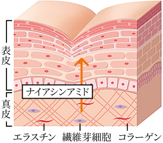 �����P�A�̓���