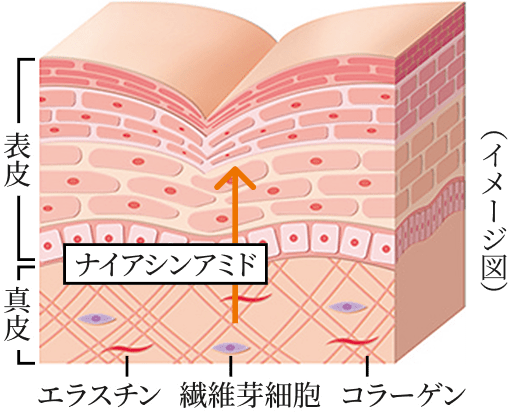 �X�L���P�A�̌�Ɏ�̂Ђ�ŃX�[�b�Ƃ̂΂������B